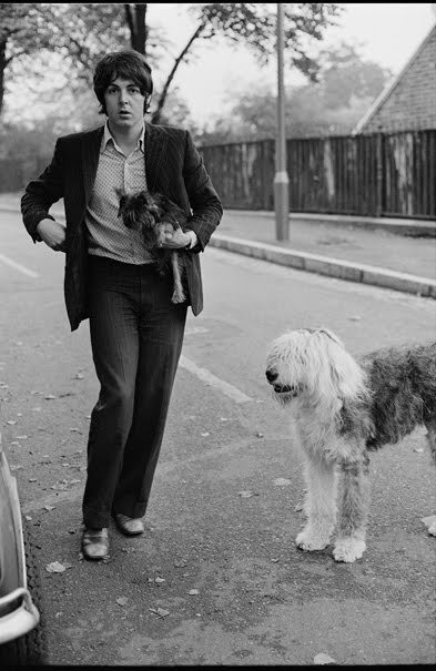 Paul McCartney's dog - Martha - Paul McCartney, Dog, Longpost