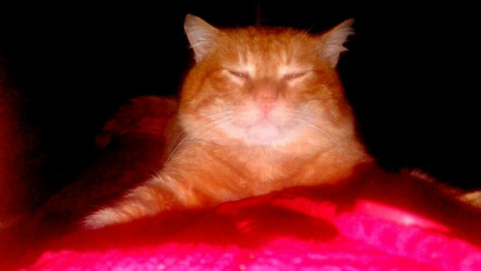 Mandarin Koto-Chinese - My, cat, Redheads, Squint, The photo, Relaxation