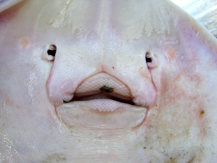 Угадайте.Морская рыба