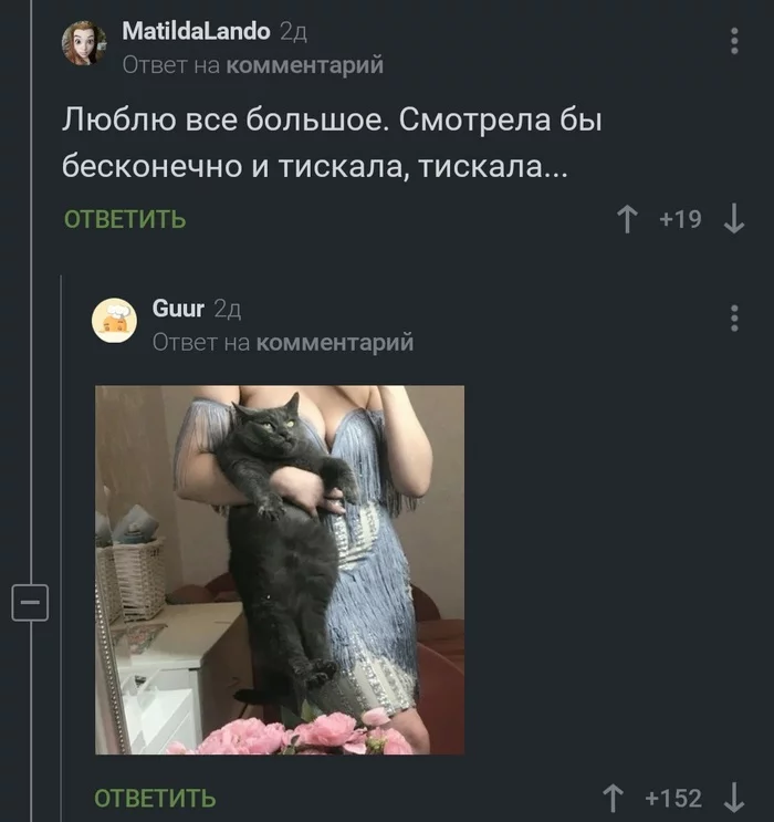 Boobs and seals - Screenshot, Comments on Peekaboo, Humor, Ivan Vasilievich changes his profession, Boobs, cat, Longpost