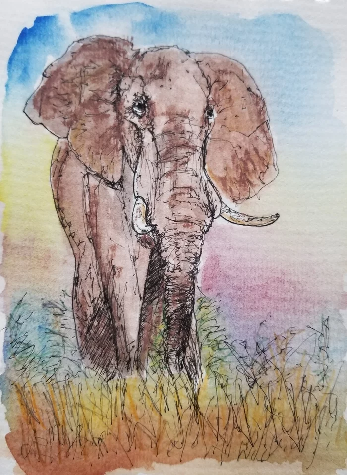 Elephant drawing - My, Watercolor, Liner, Drawing, Elephants