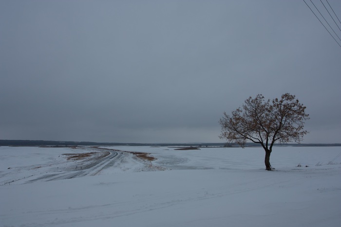 Winter tree field - My, Winter, Landscape, Nature, Snow, Tree