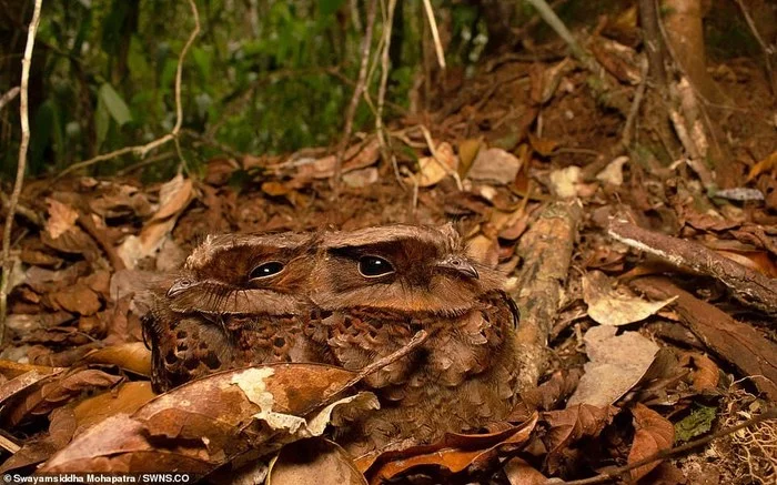 Twins - Owl, Milota, Nightjar, Birds, Mimicry