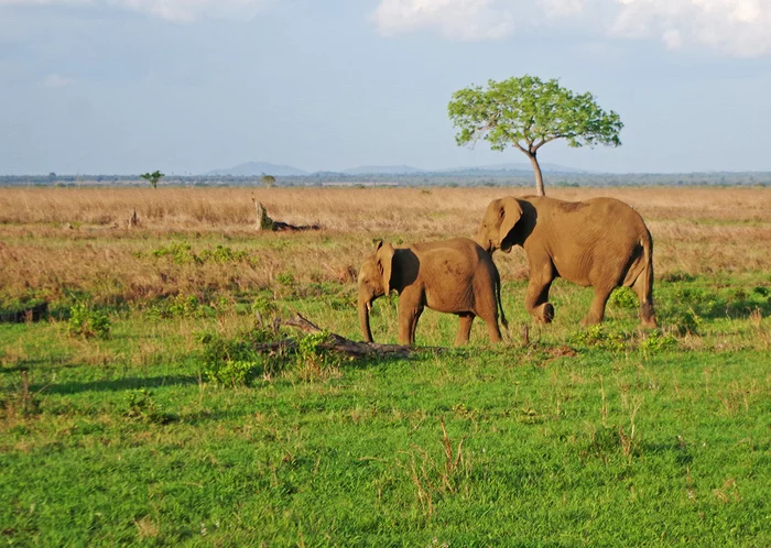 How to go on safari - My, Africa, Tanzania, Safari, Travels, Landscape, Animals, Longpost