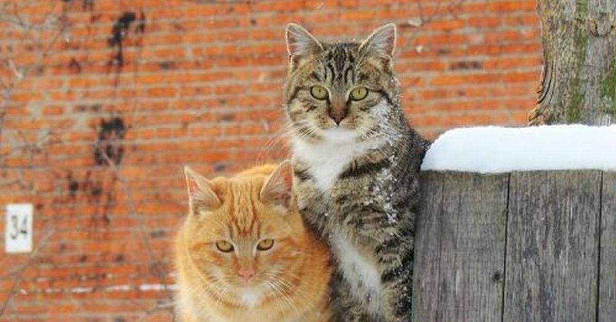 Март кошки картинки смешные. Мартовский кот. Кошки зимой. Коты на заборе.