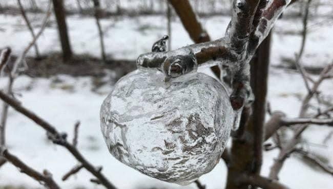 Ghost apples... - Apples, Ice, Rain, Interesting, Longpost