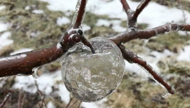 Ghost apples... - Apples, Ice, Rain, Interesting, Longpost