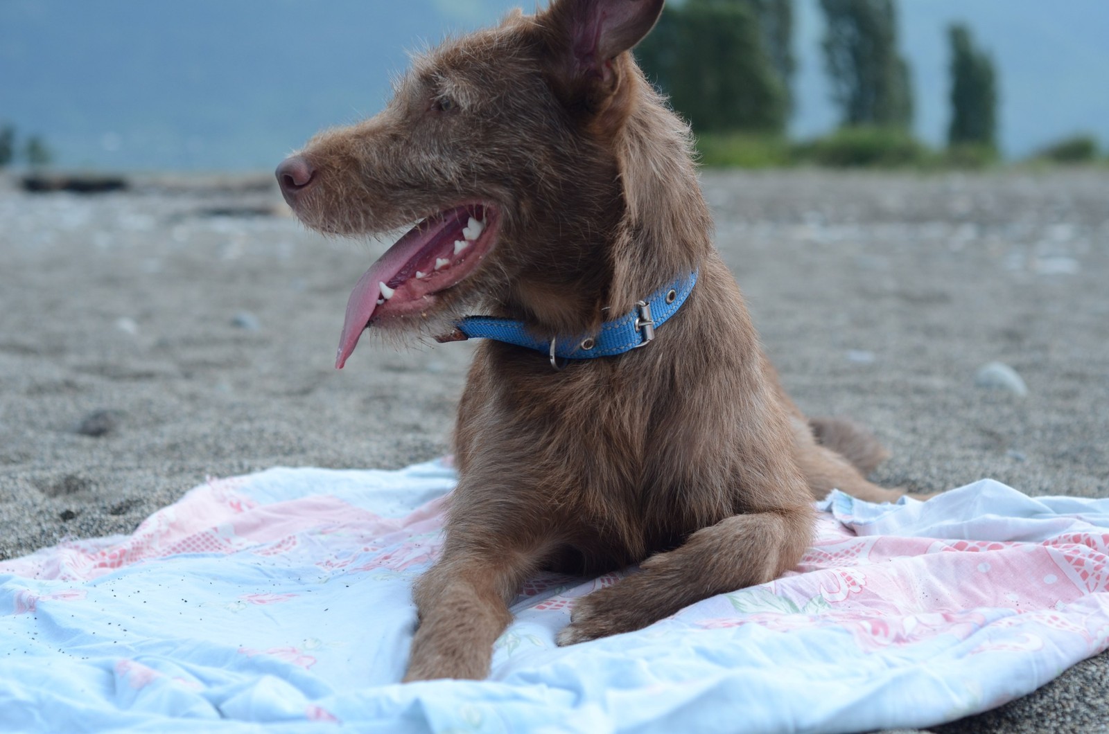 Truffle in Abkhazia - My, Longpost, Travels, Abkhazia, Dog, Dogs and people, Puppies