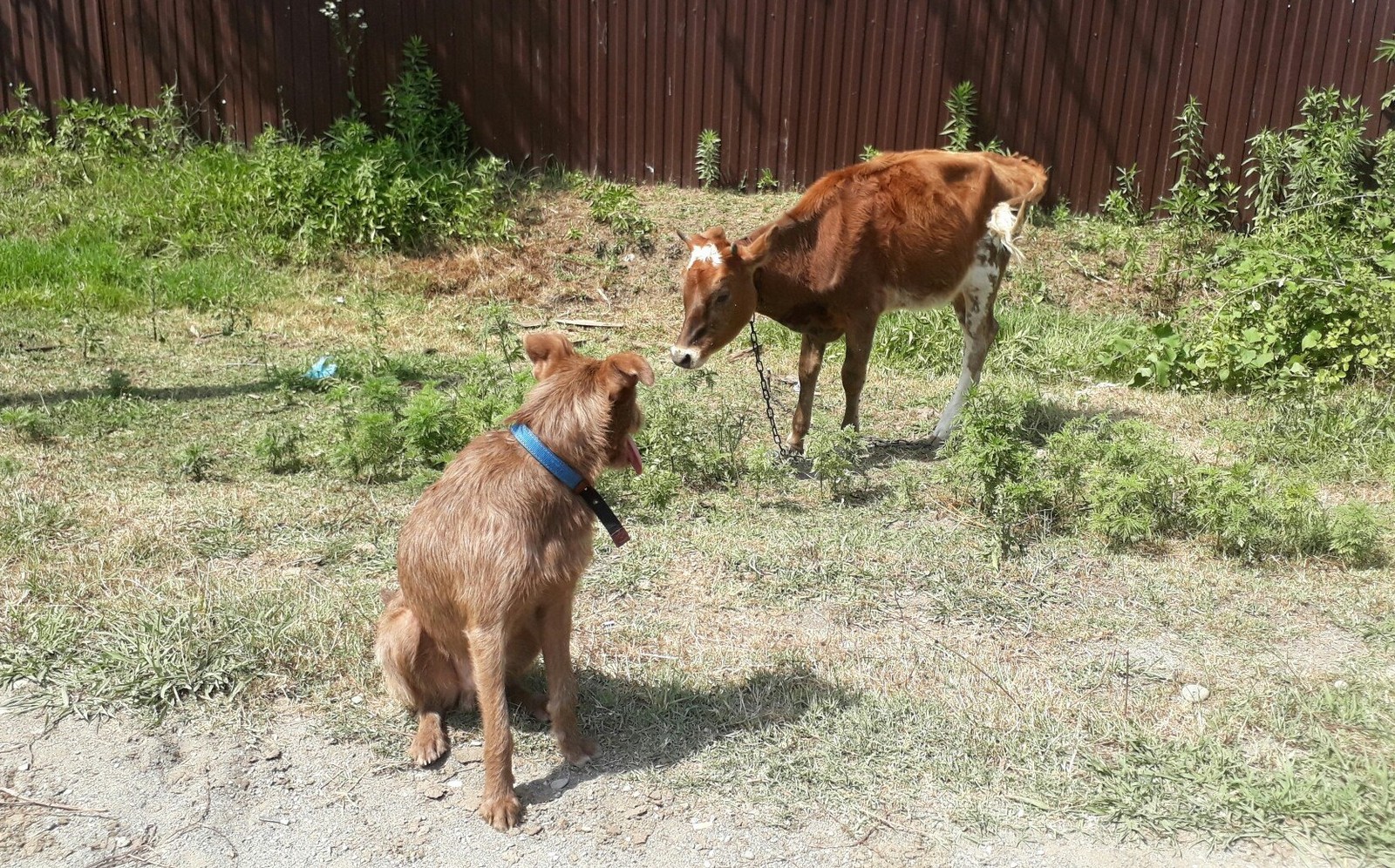 Truffle in Abkhazia - My, Longpost, Travels, Abkhazia, Dog, Dogs and people, Puppies