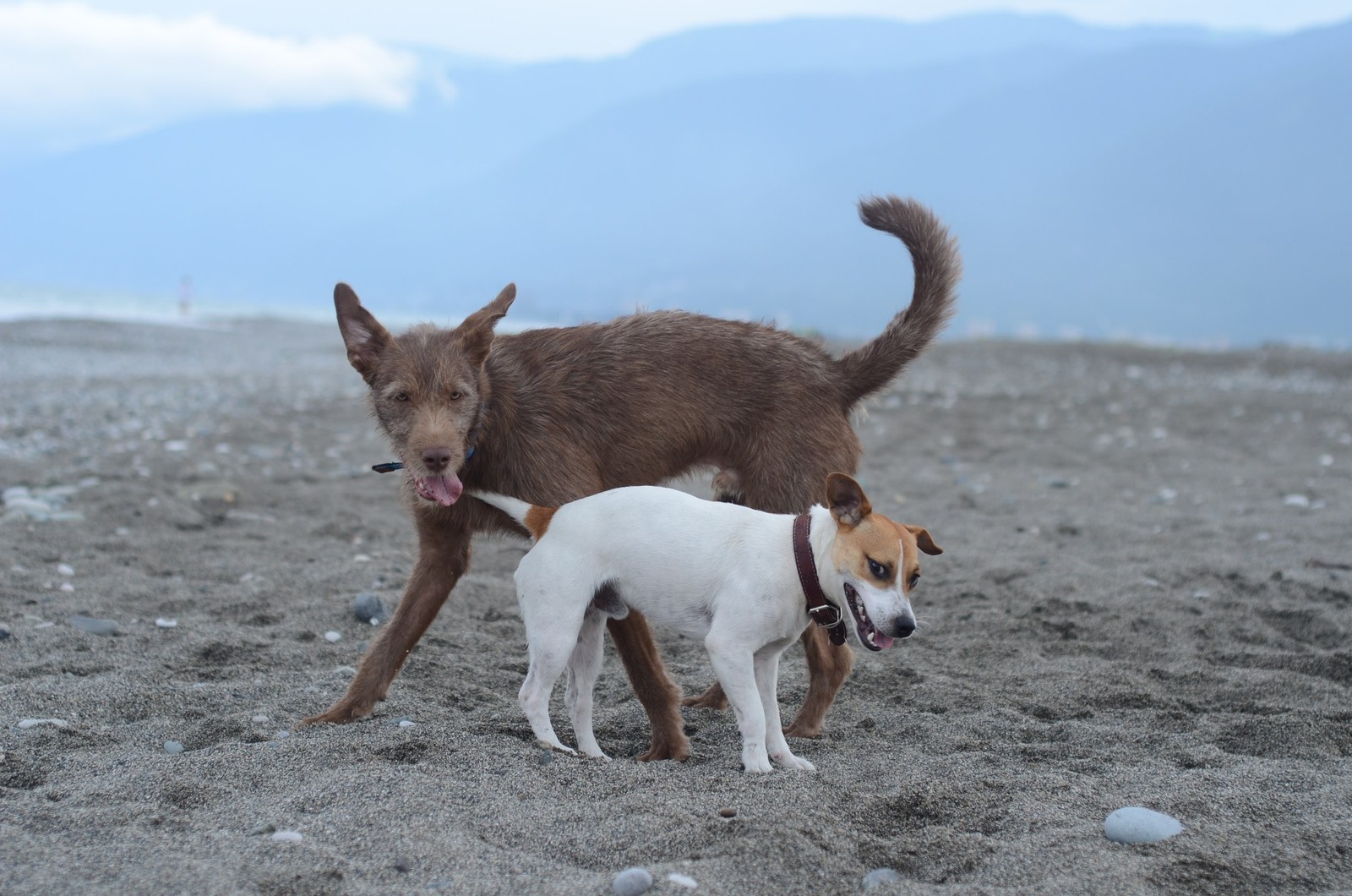 Truffle in Abkhazia - My, Longpost, Travels, Abkhazia, Dog, Dogs and people, Puppies