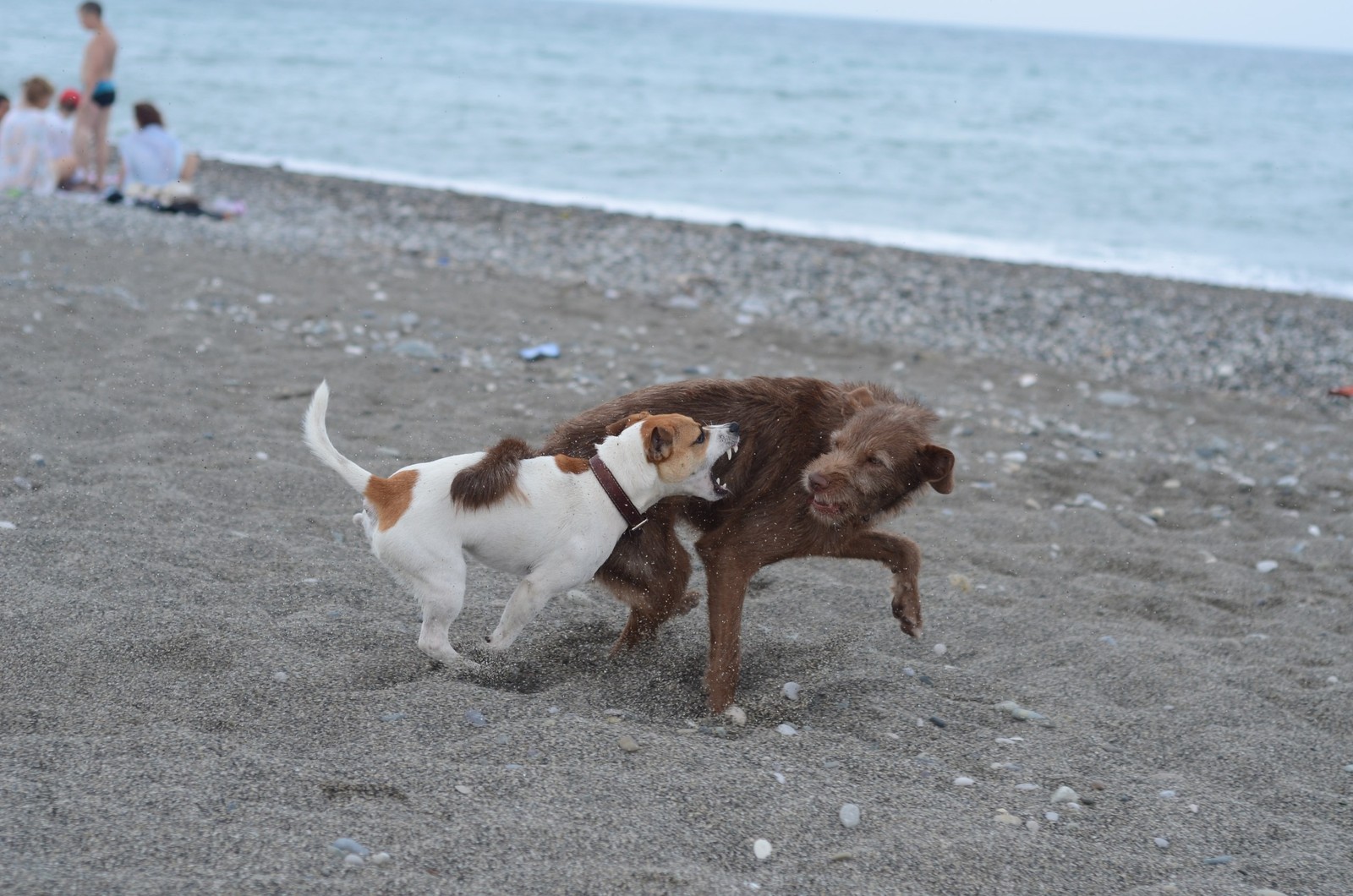 Truffle in Abkhazia - My, Longpost, Travels, Abkhazia, Dog, Dogs and people, Puppies