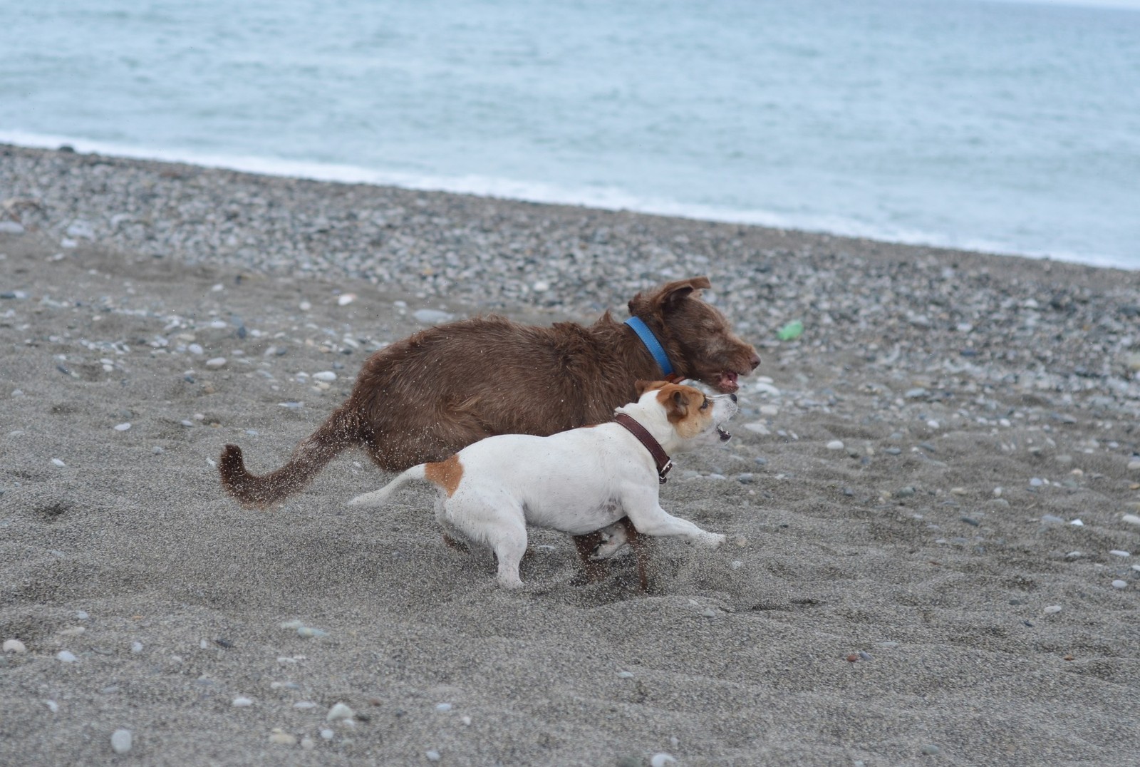 Truffle in Abkhazia - My, Longpost, Travels, Abkhazia, Dog, Dogs and people, Puppies