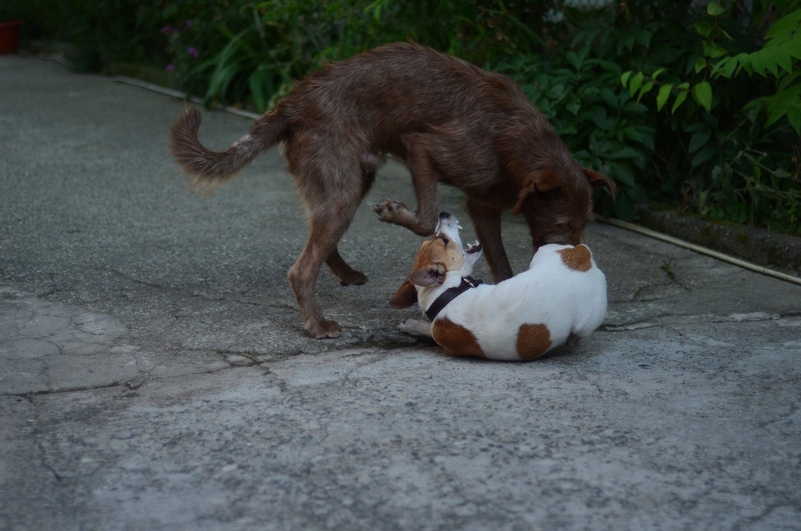 Truffle in Abkhazia - My, Longpost, Travels, Abkhazia, Dog, Dogs and people, Puppies