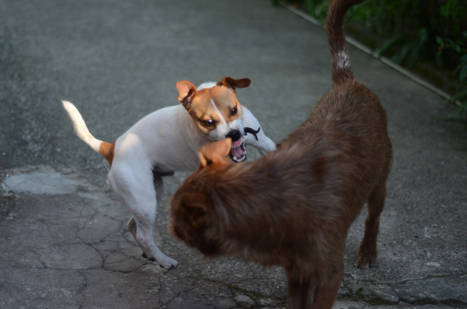 Truffle in Abkhazia - My, Longpost, Travels, Abkhazia, Dog, Dogs and people, Puppies