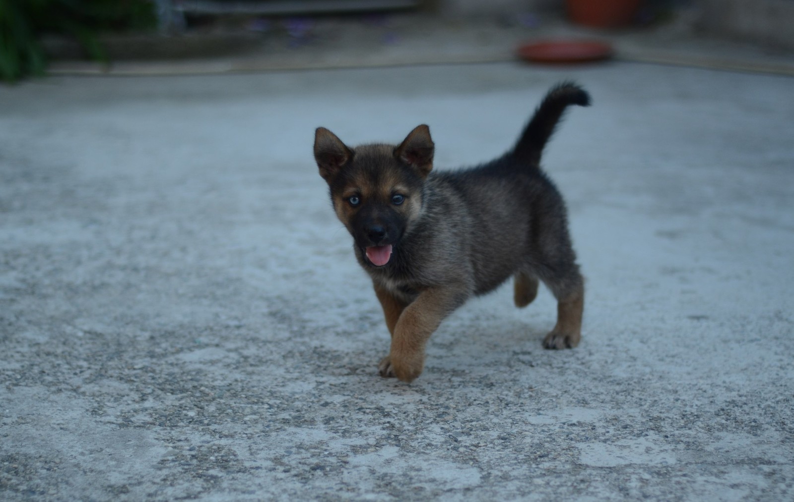 Truffle in Abkhazia - My, Longpost, Travels, Abkhazia, Dog, Dogs and people, Puppies