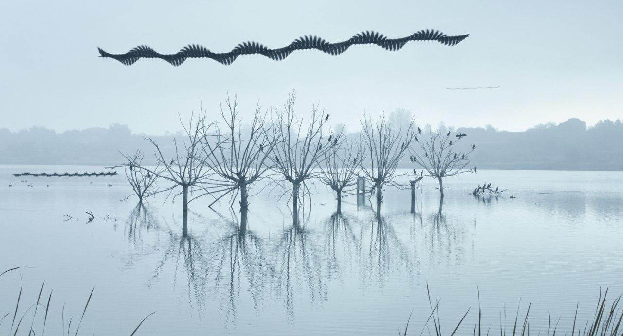 Video of birds in flight, collected in one picture - Flight, Birds, The photo, Photographer, Video, Longpost, Chronophotography, Multiple exposure, 