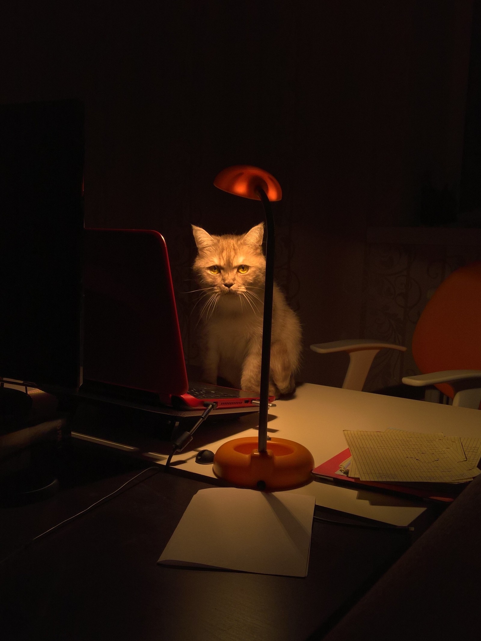 Creator of most stories on Peekaboo - My, cat, Cat with lamp, Peekaboo