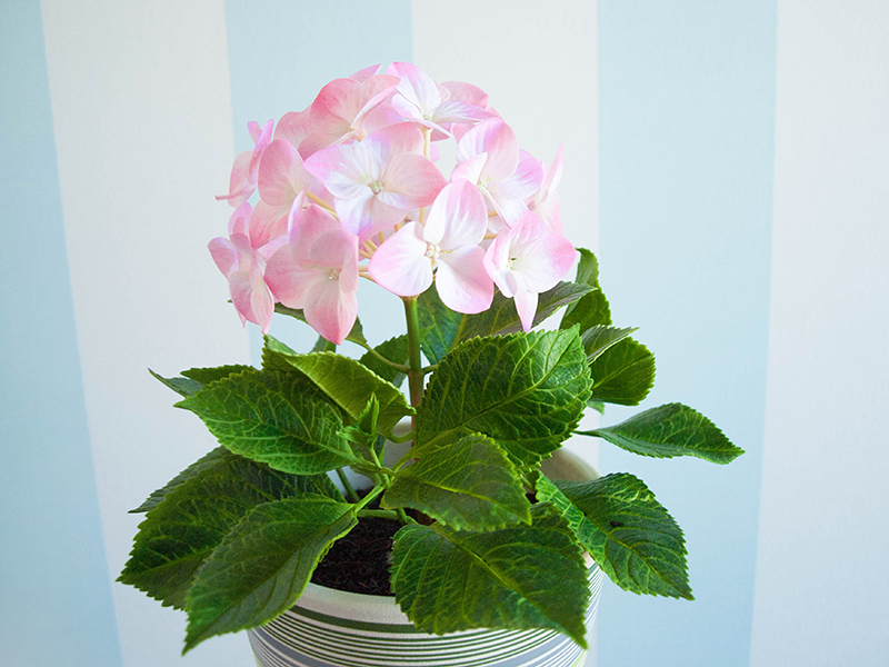 Polymer clay hydrangea - My, Longpost, Needlework, Polymer clay, Handmade, Flowers, With your own hands, Cold porcelain