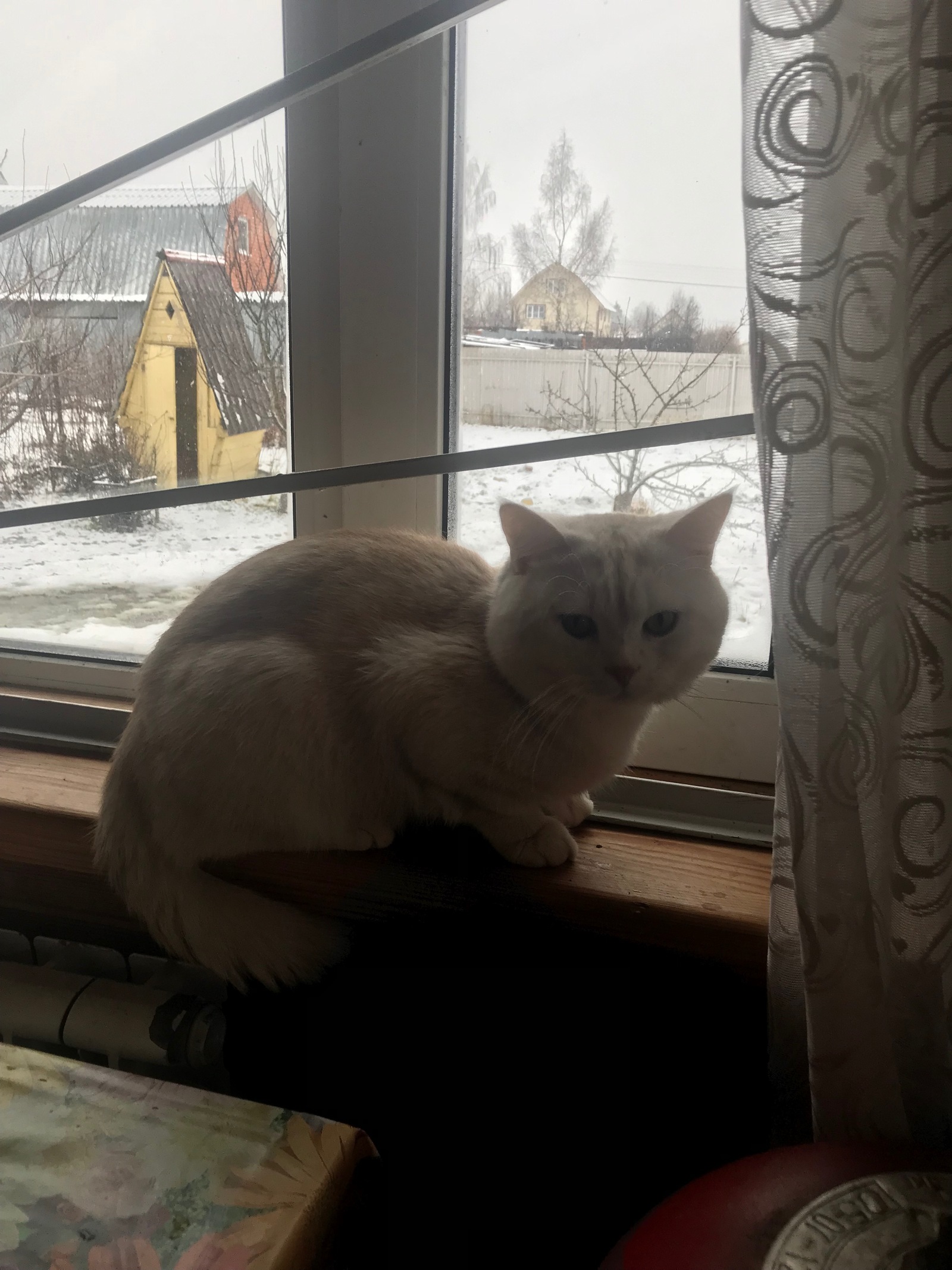 Lost cat Kuzya M.O. Dorohovo - My, Lost cat, Dorokhovo, Longpost, cat, Help