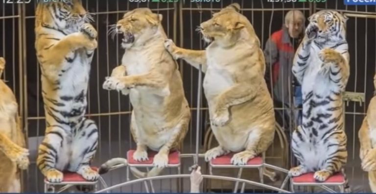 Strange lions shocked the entire Internet! Are they sick, overfed, or… slightly pregnant? Didn't guess! - Kindness, cat, Lynx, The rescue, Longpost