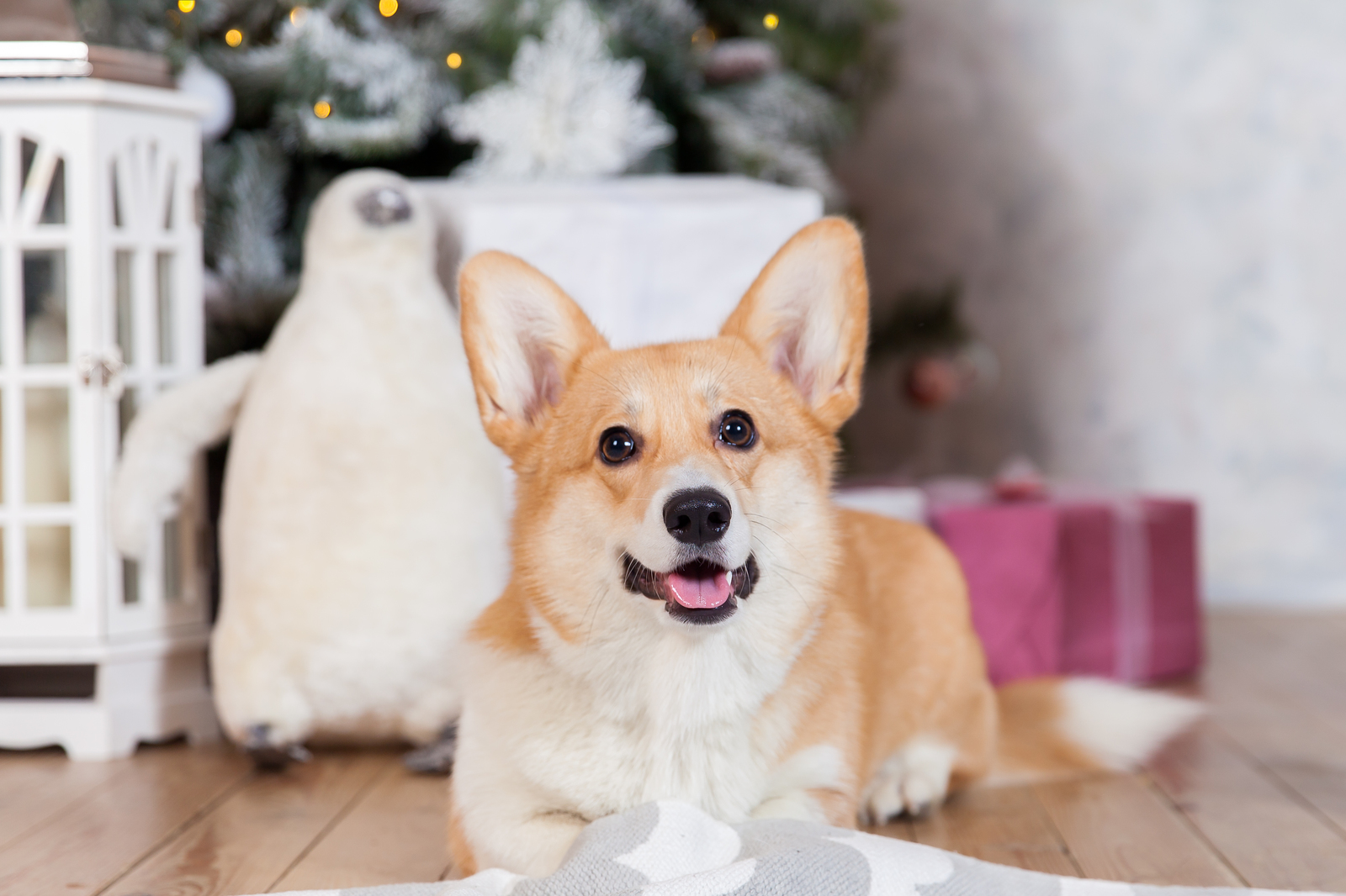 Symbol of the year - My, Corgi, , Symbol of the year, Dog