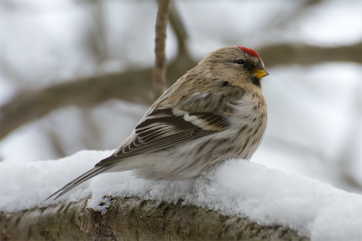 Birds of the winter forest - My, Birds, Winter, Leningrad region, The photo, Longpost