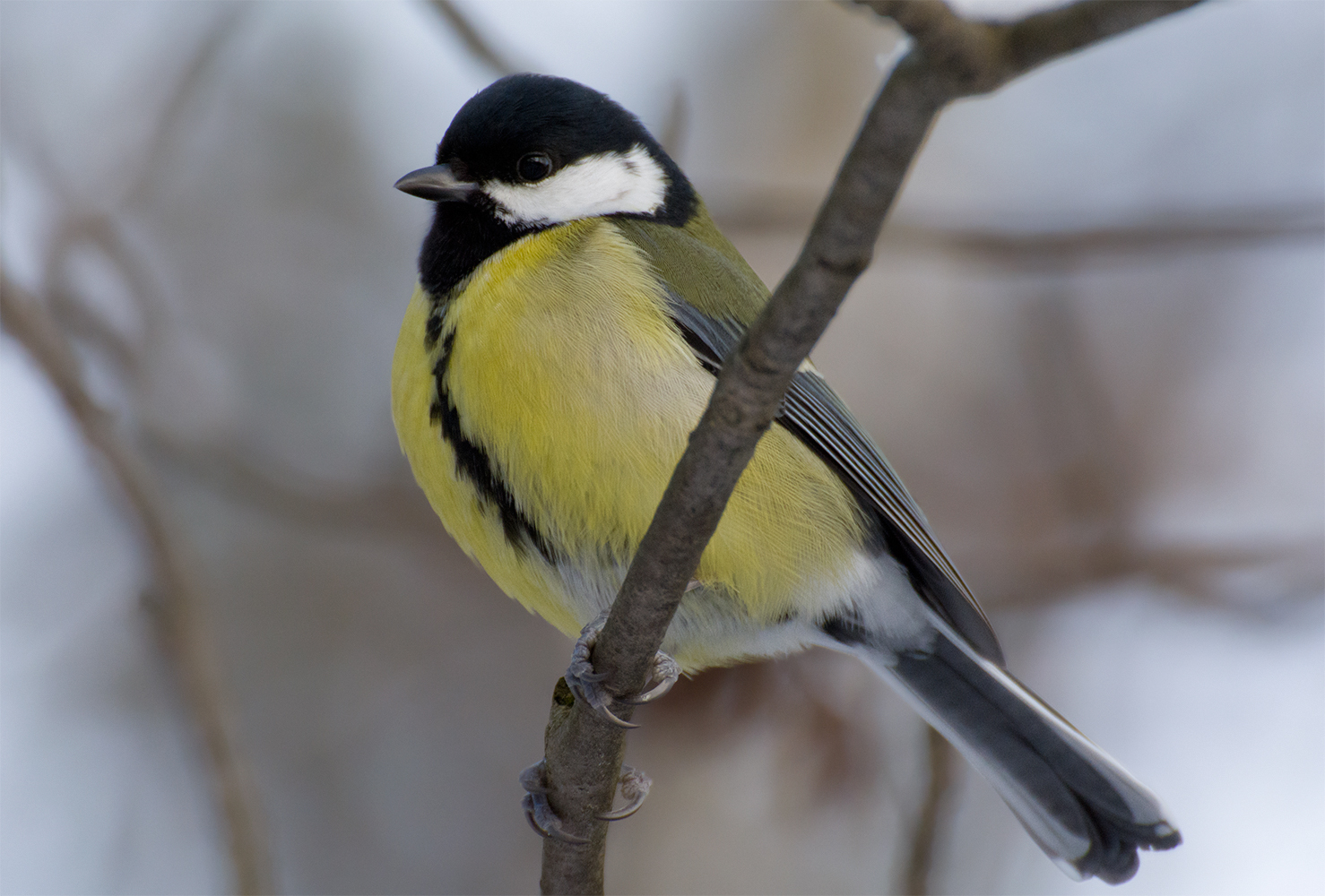 Birds of the winter forest - My, Birds, Winter, Leningrad region, The photo, Longpost