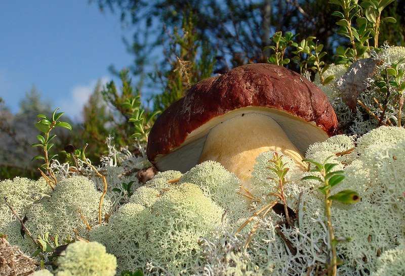 Autumn .... - Autumn, Nature, Forest, Mushrooms, North, beauty, Longpost