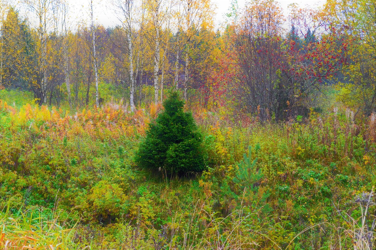 Autumn .... - Autumn, Nature, Forest, Mushrooms, North, beauty, Longpost