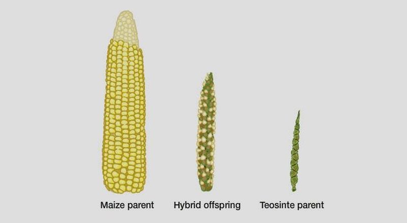 The Long Story of the Queen of the Fields - My, DNA, Genetics, Corn, Evolution, Selection, Story, Vegetables, Longpost