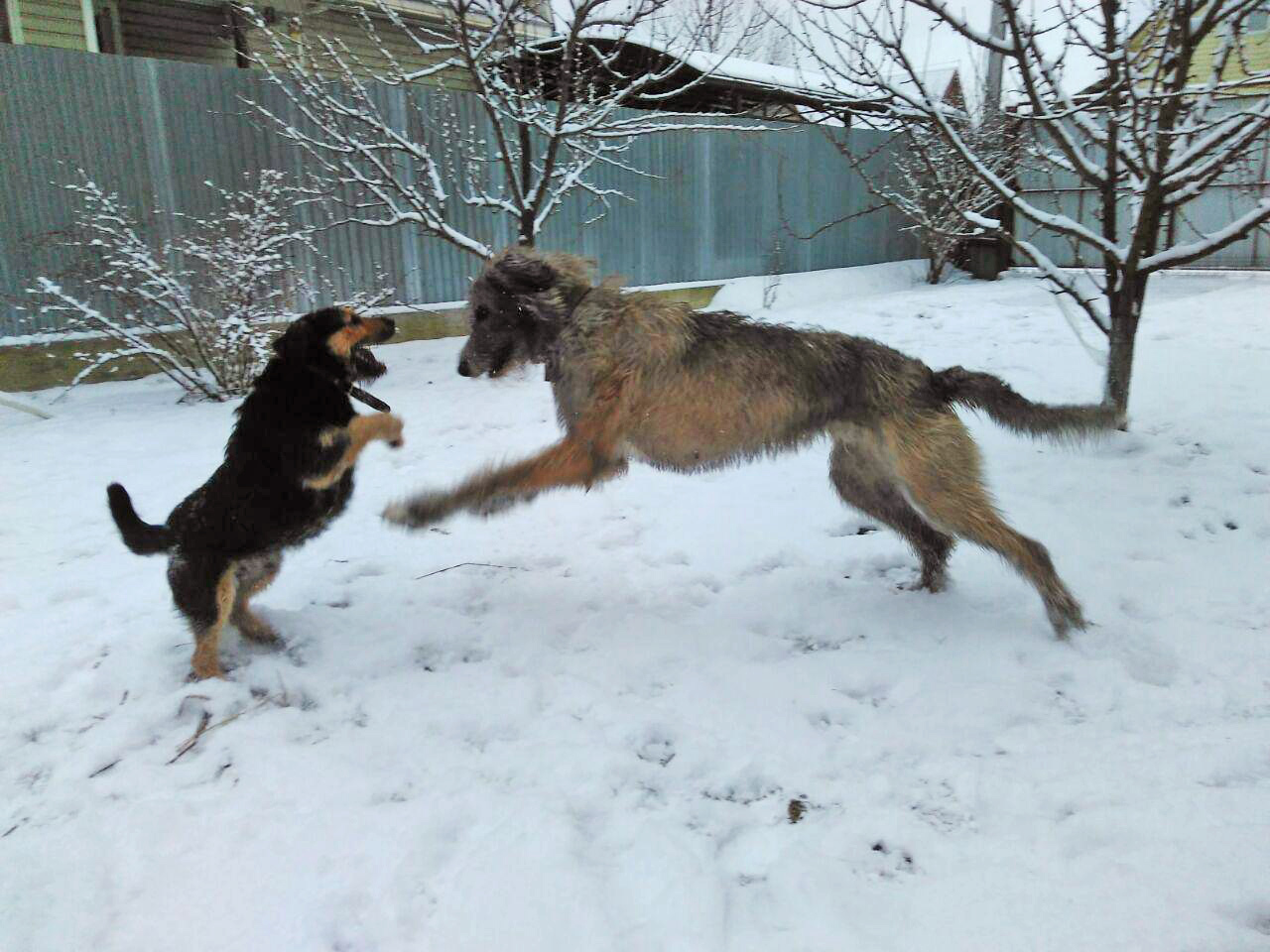 Finally, snow in Moscow. - My, Irish wolfhound, Wookiees, Chewbacca, Dog, Forest, Winter, Longpost