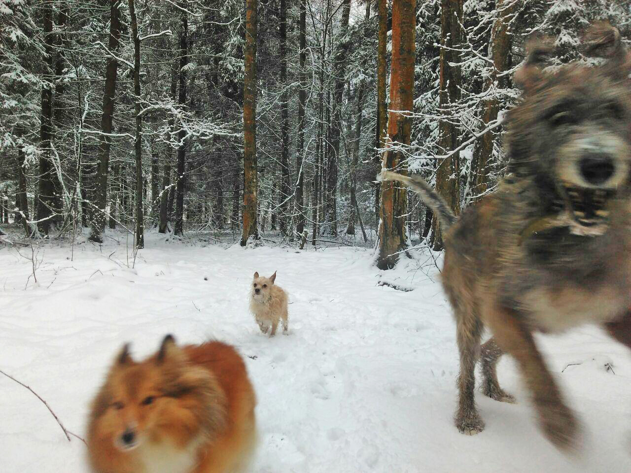 Finally, snow in Moscow. - My, Irish wolfhound, Wookiees, Chewbacca, Dog, Forest, Winter, Longpost