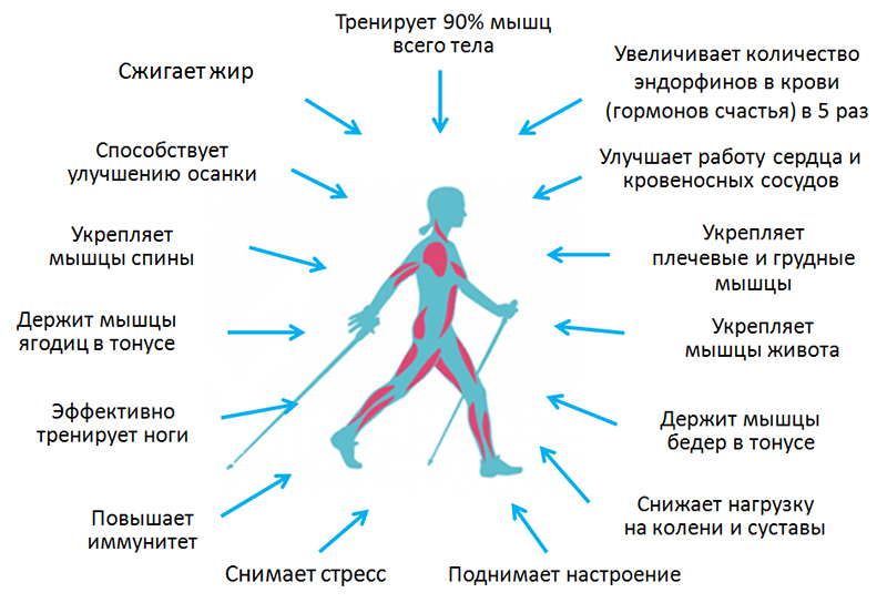 Nordic walking. - My, Healthy lifestyle, Nordic walking, Health, Yamal, Longpost