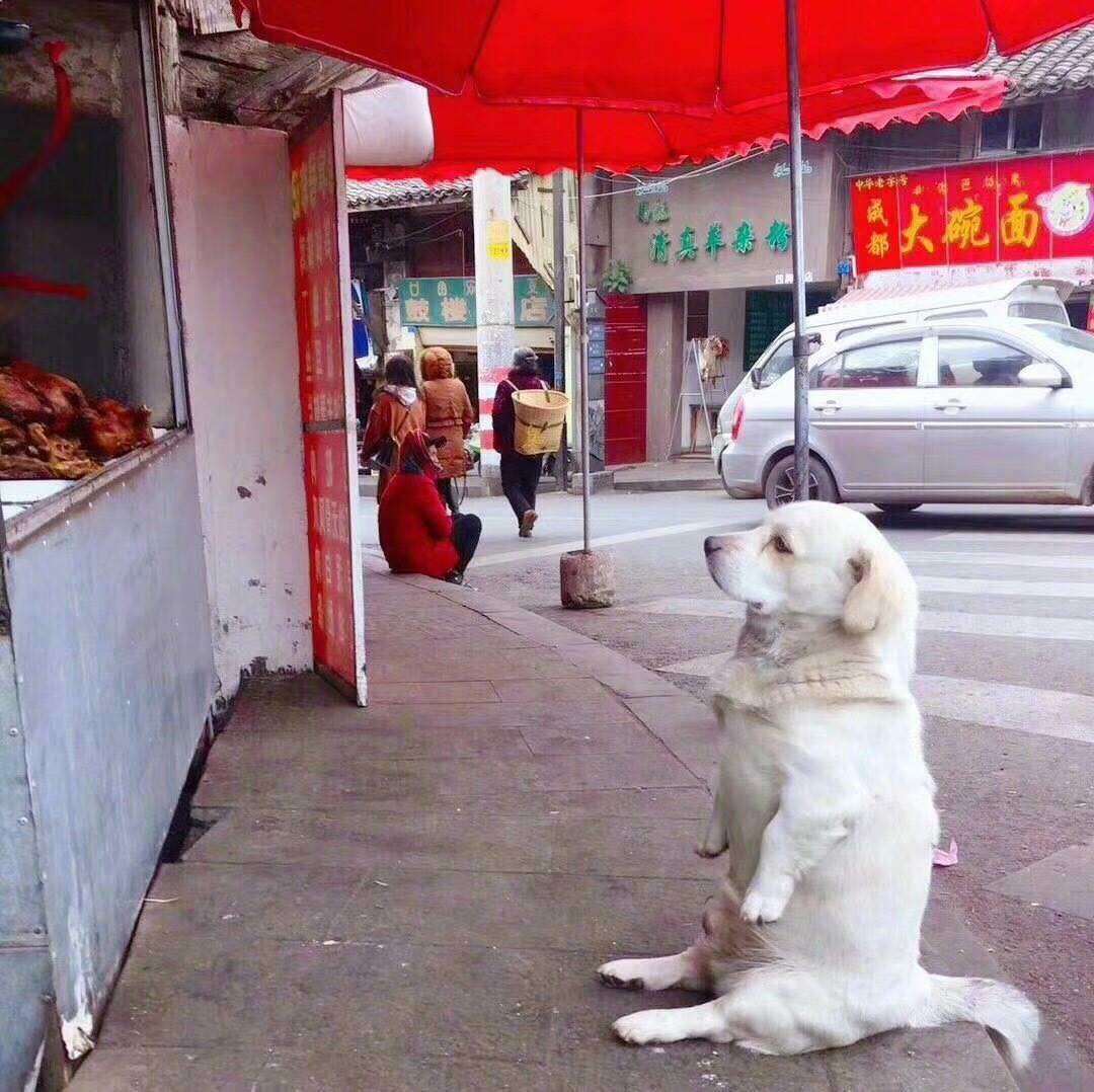 Pending - Dog, Meat, Longpost