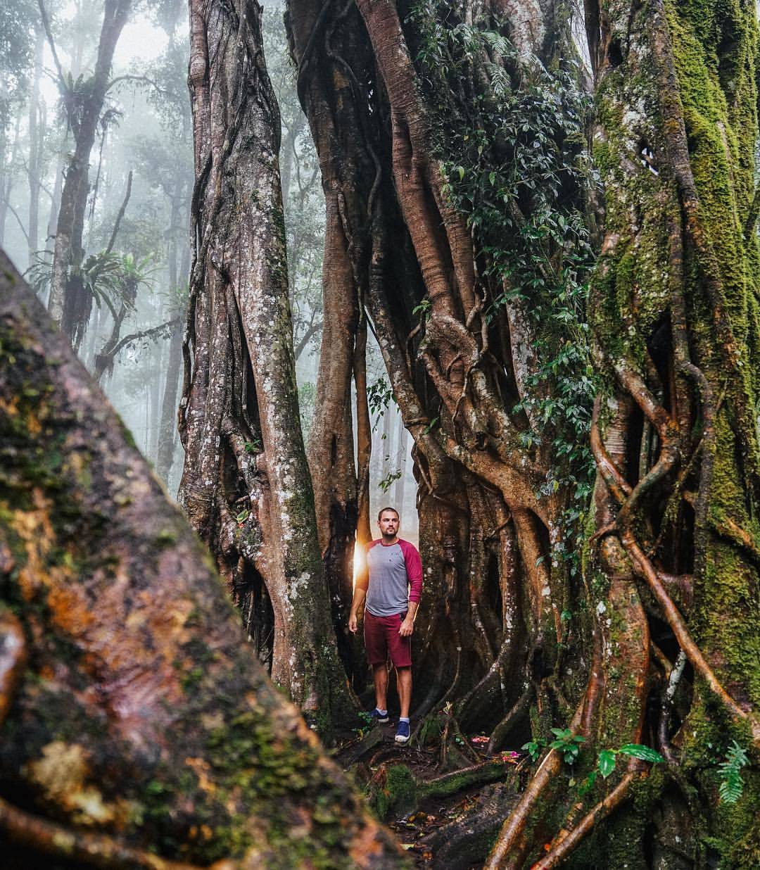 Incredible trees in Bali! - My, Tree, Beginning photographer, Longpost