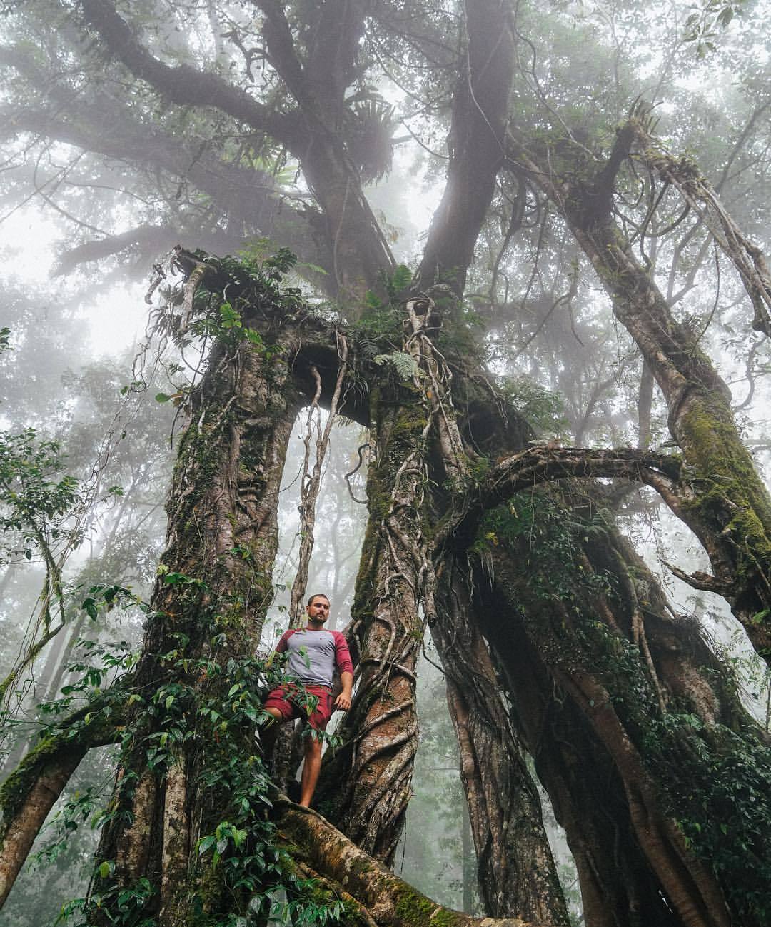 Incredible trees in Bali! - My, Tree, Beginning photographer, Longpost