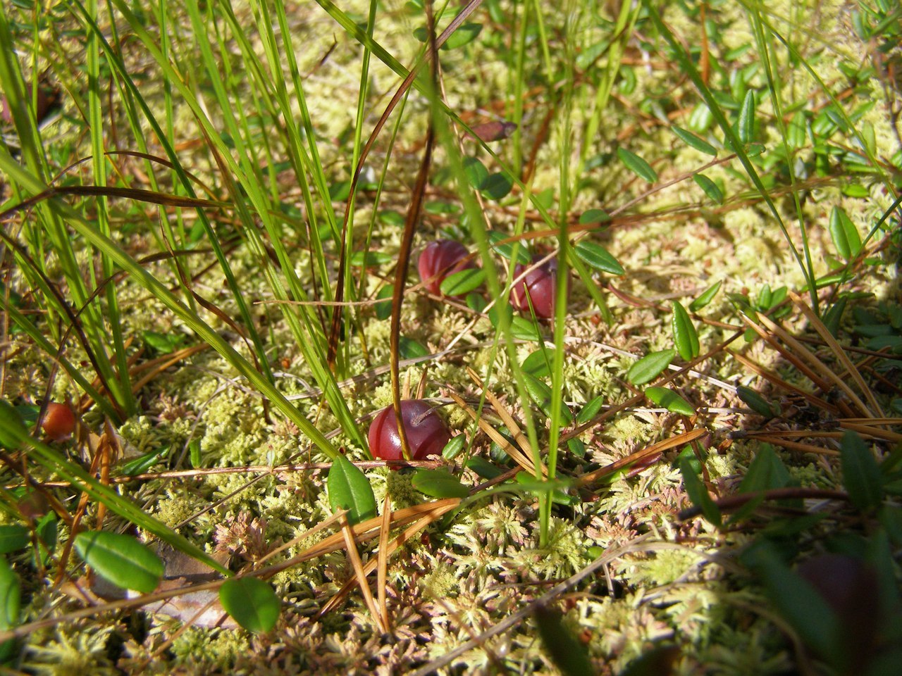 Northern Berries. - Strawberry, Blueberry, Blueberry, Cranberry, Cowberry, Cloudberry, Longpost