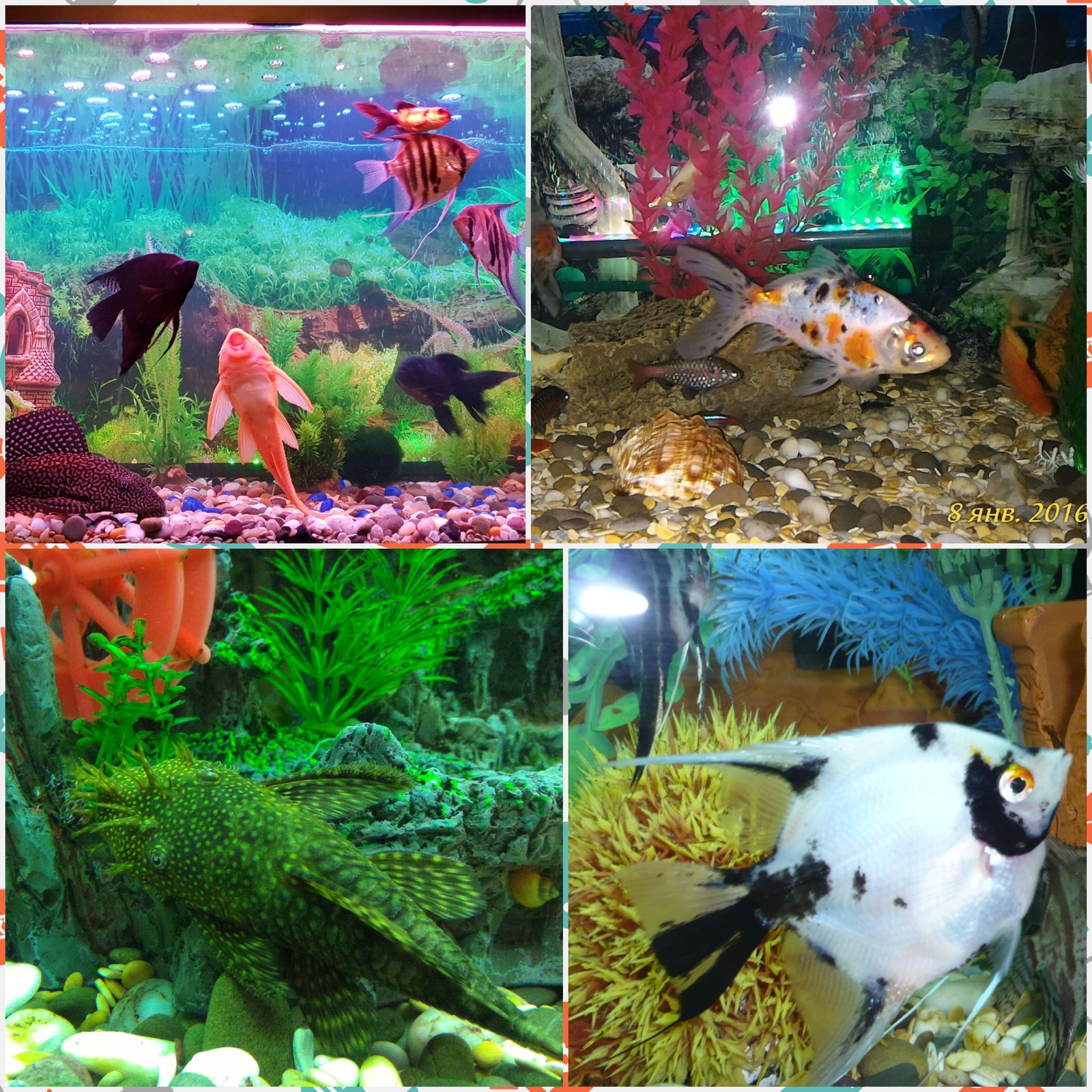 Home Aquarium! Undersea world! - My, Aquarium fish, Underwater world