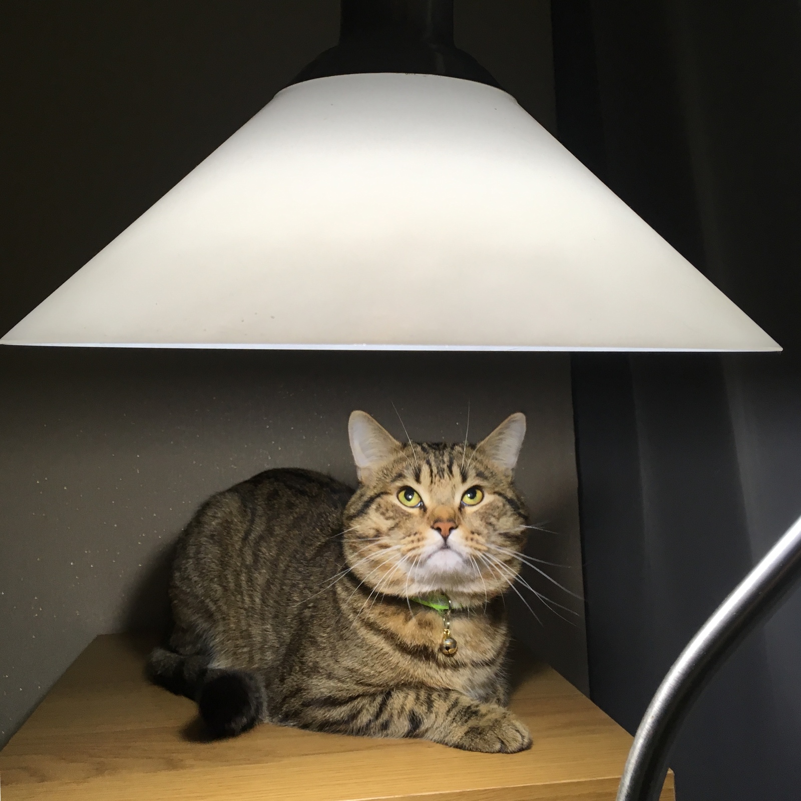 Sub-lamp cat. - My, cat, Лампа, Catomafia, Fluffy, Longpost