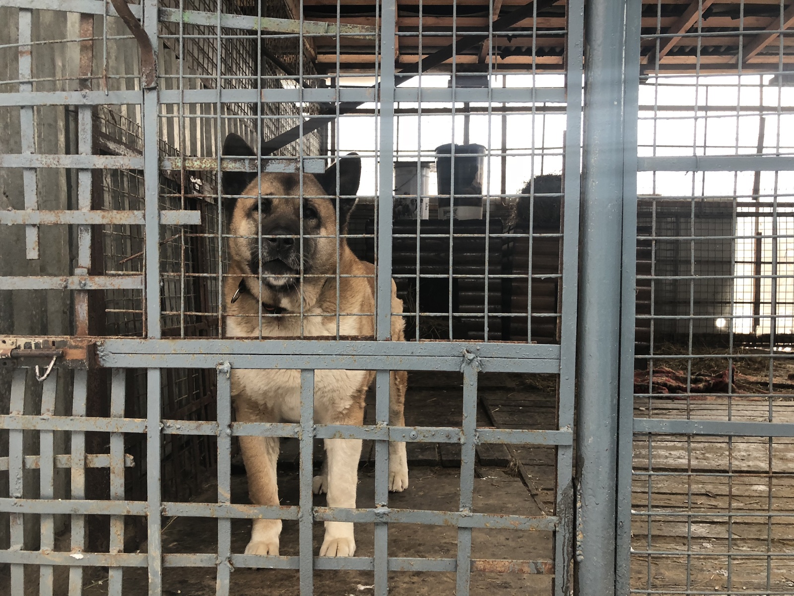 Shermetevsky dog ??shelter - My, Sheremetyevo Shelter, Animal shelter, Khimki, Longpost