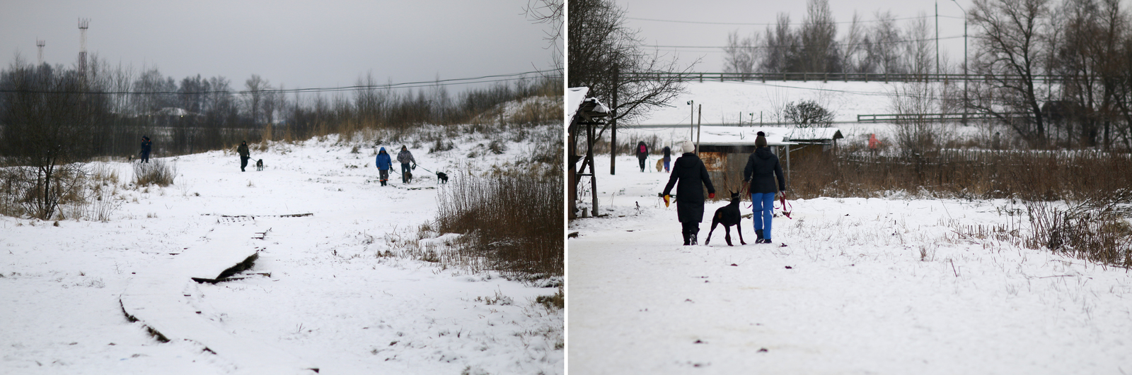 Shermetevsky dog ??shelter - My, Sheremetyevo Shelter, Animal shelter, Khimki, Longpost