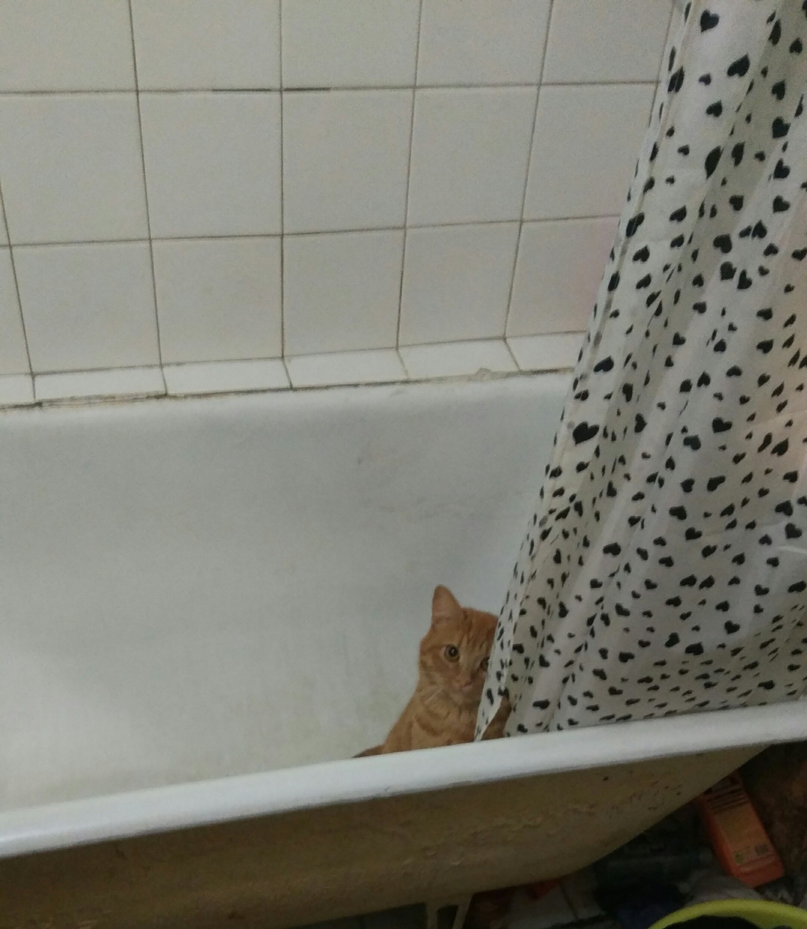 I go to the bathroom and... - My, cat, Cat Red Cat!