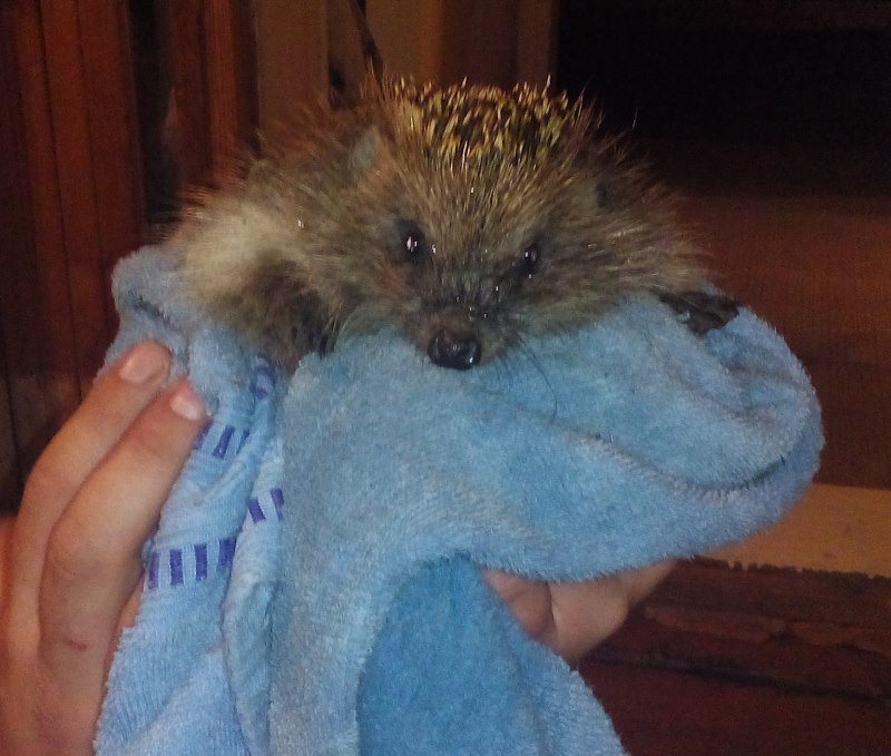 Hedgehog after bath - My, Hedgehog, Bath, Animals