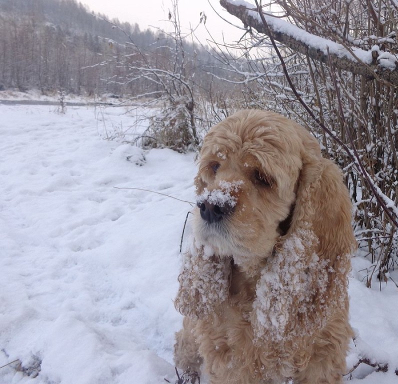 Winter walk - My, Winter, Spaniel