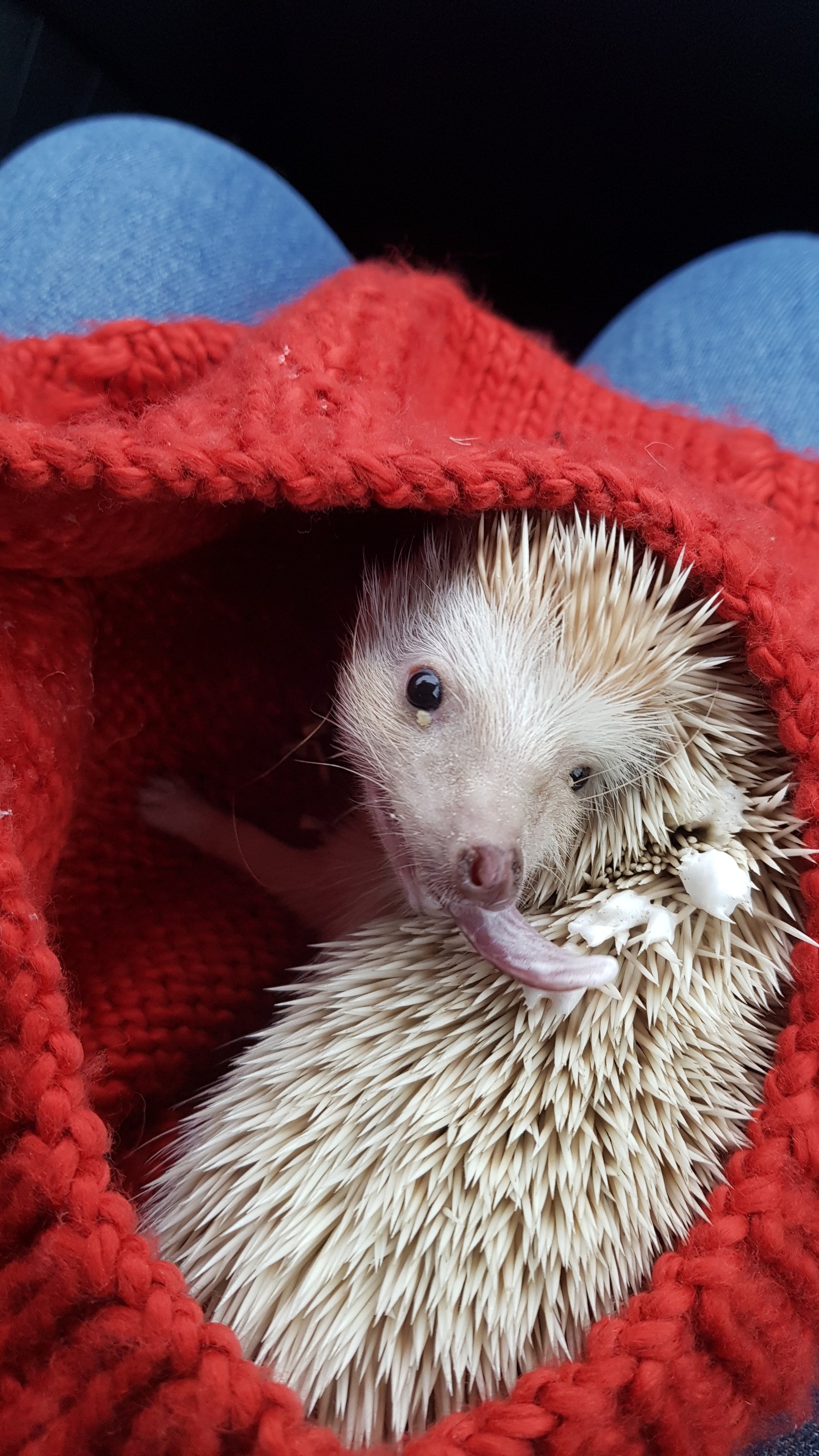 Everything you wanted to know about hedgehogs. - My, Hedgehog, Milota, Longpost