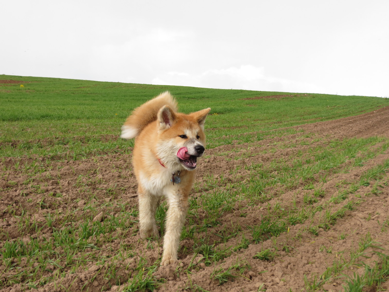 Transformation from plush toy to dog - My, Akita inu, , Dog, Longpost