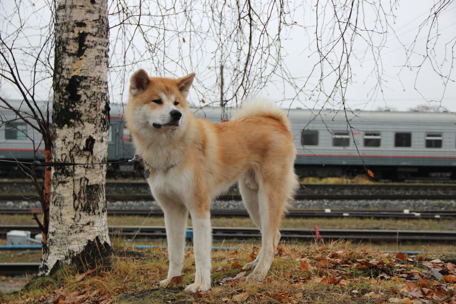 Transformation from plush toy to dog - My, Akita inu, , Dog, Longpost