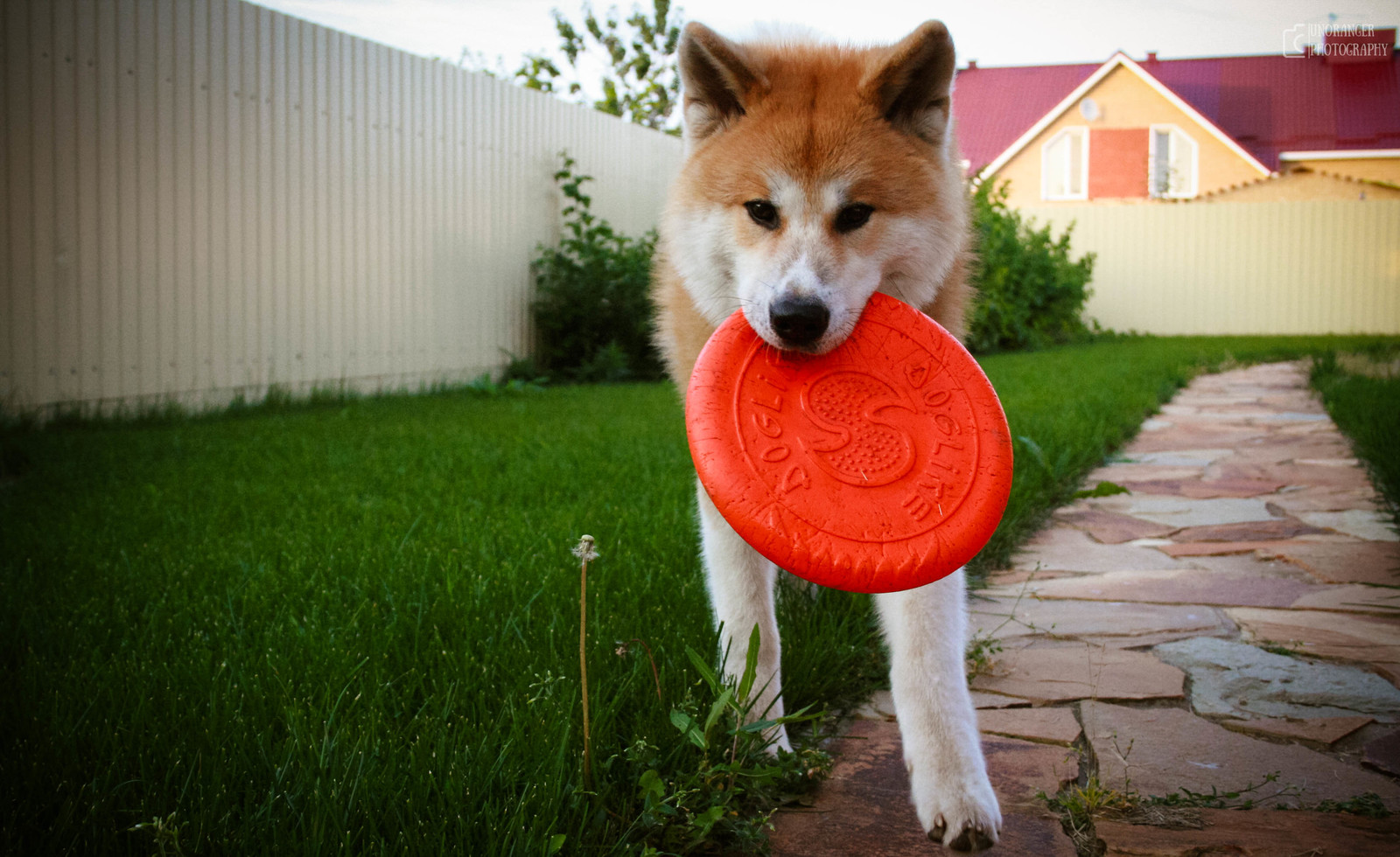 Transformation from plush toy to dog - My, Akita inu, , Dog, Longpost