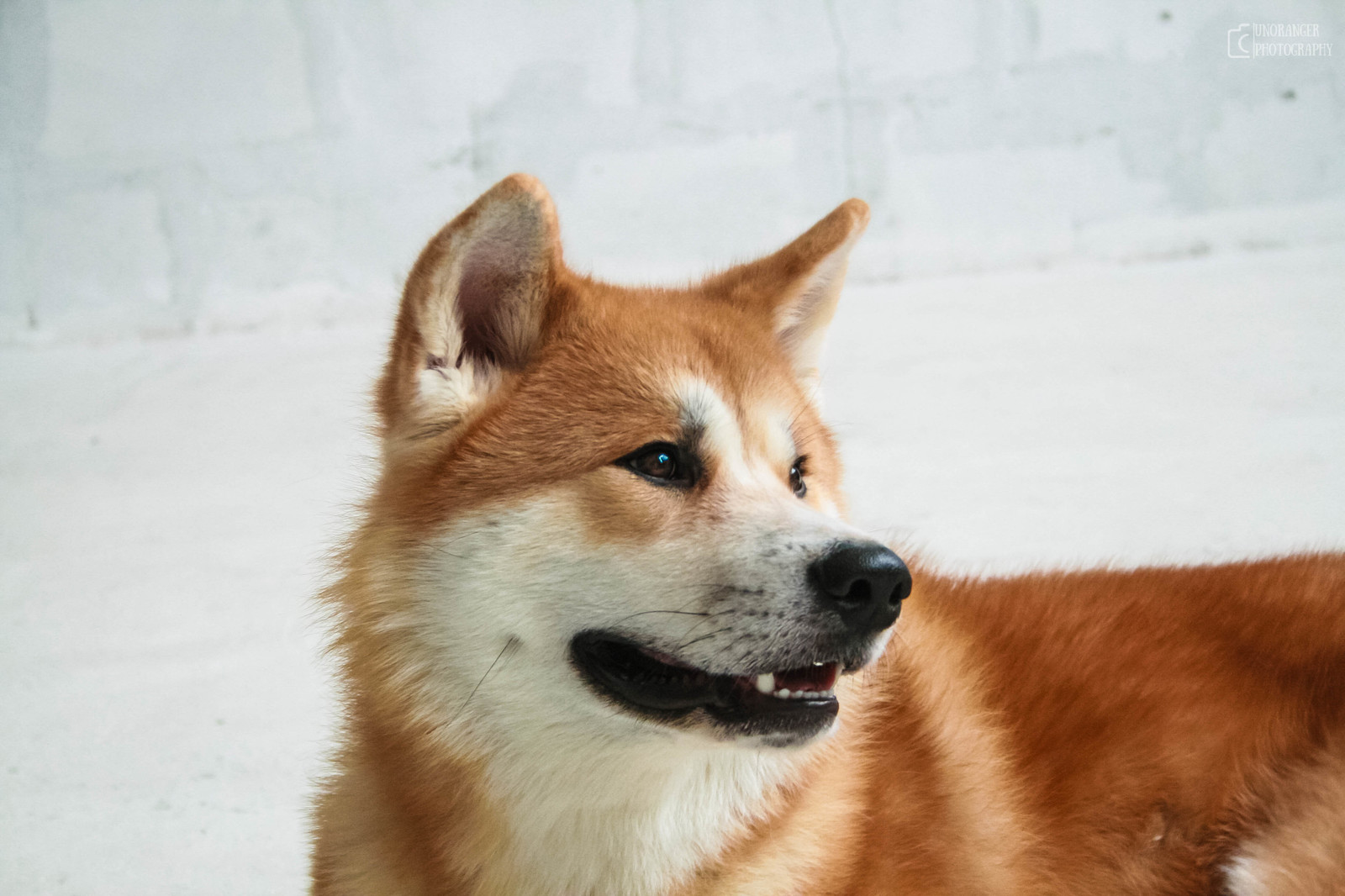 Transformation from plush toy to dog - My, Akita inu, , Dog, Longpost