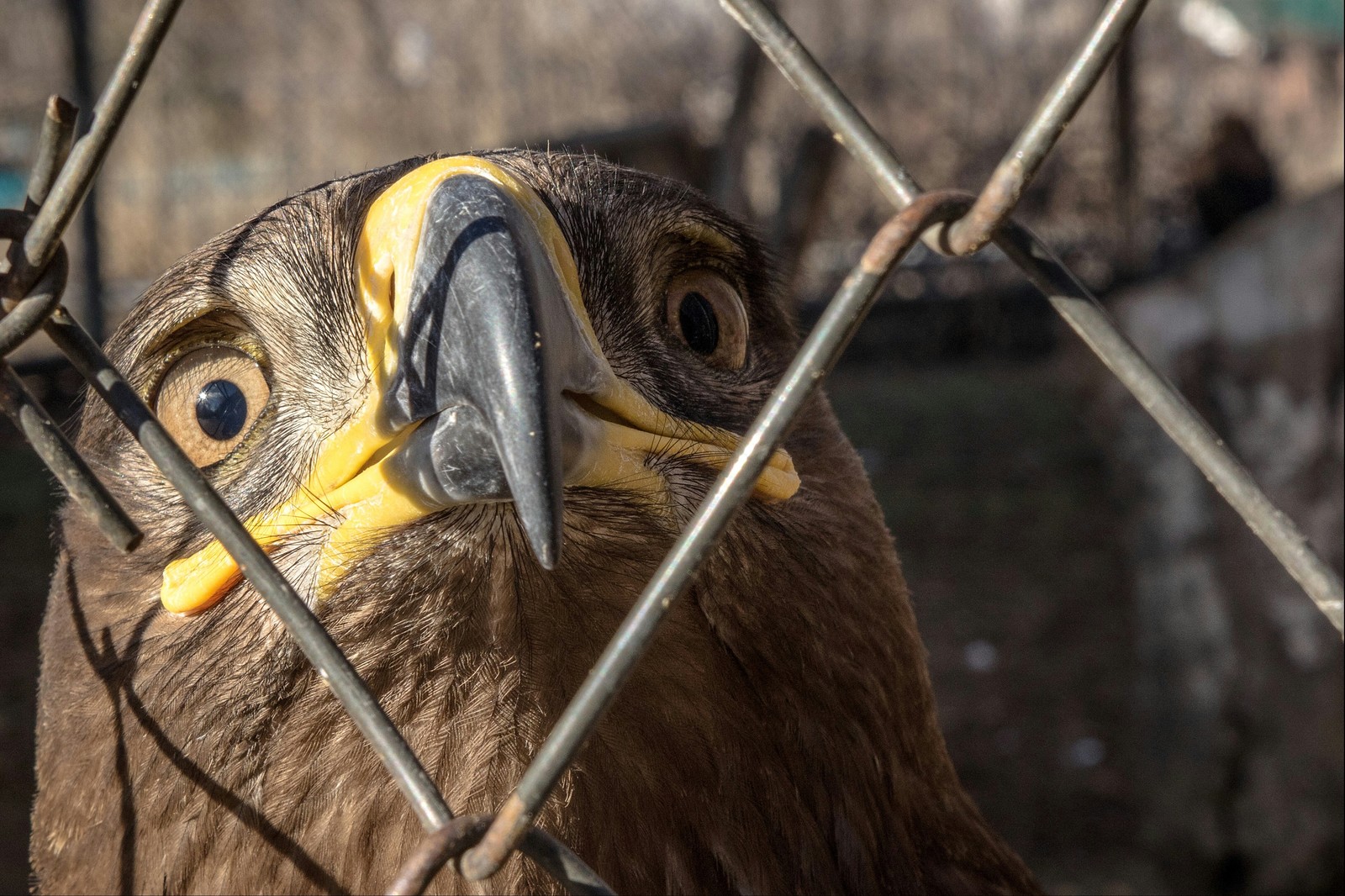 Inhabitants of the Rostov Zoo - My, Zoo, Animals, Rostov-on-Don, Portrait, Fauna, Longpost